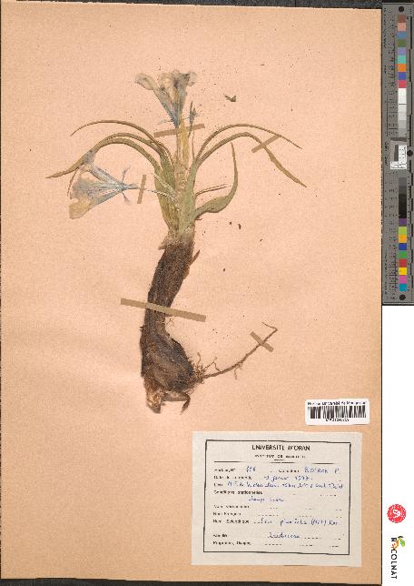 spécimen de Iris planifolia