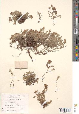 spécimen de Teucrium rotundifolium