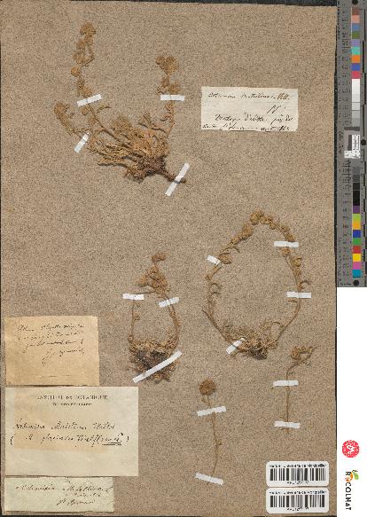 spécimen de Artemisia mutellina