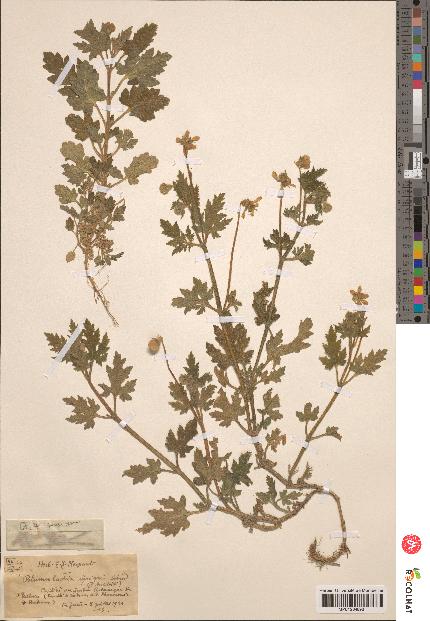 spécimen de Blumenbachia insignis