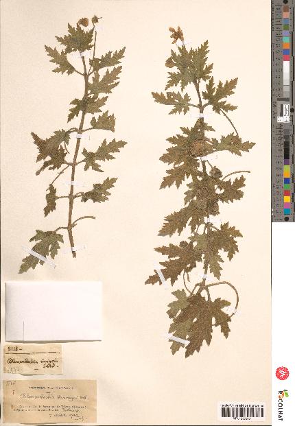 spécimen de Blumenbachia insignis