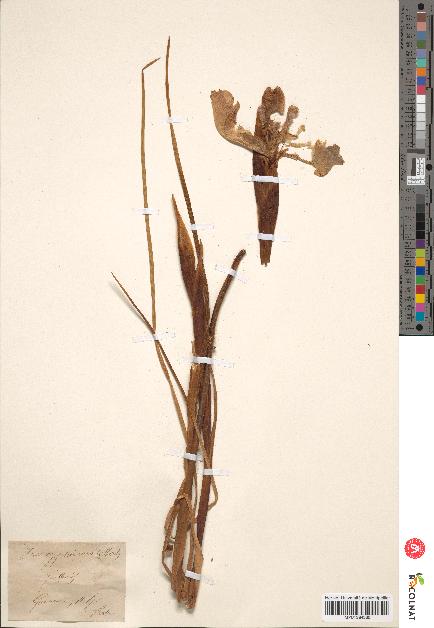 spécimen de Iris xiphioides