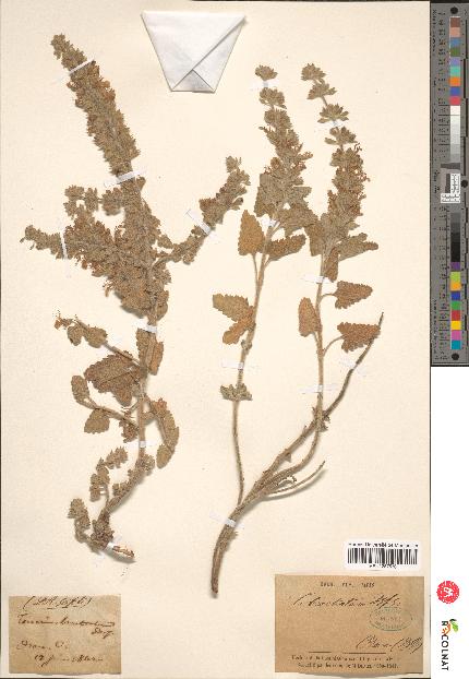 spécimen de Teucrium bracteatum