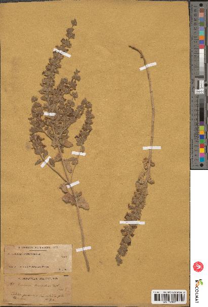 spécimen de Teucrium bracteatum