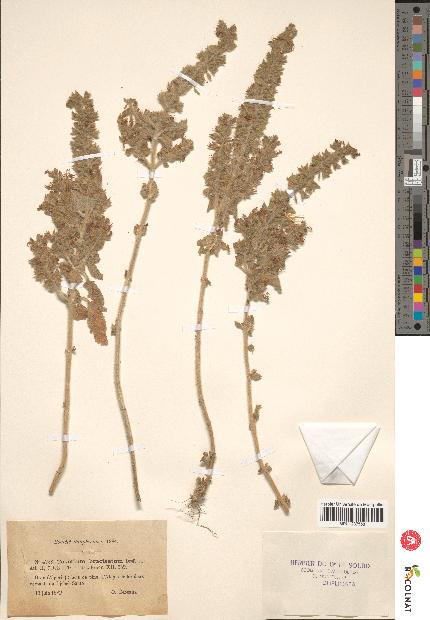 spécimen de Teucrium bracteatum