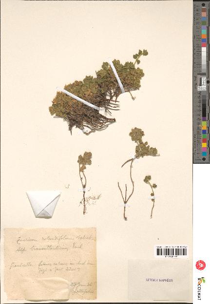 spécimen de Teucrium rotundifolium