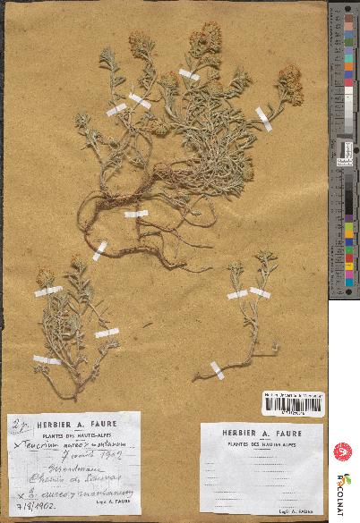 spécimen de Teucrium aureo-montanum