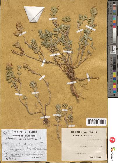 spécimen de Teucrium aureo-montanum