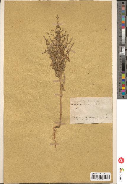 spécimen de Teucrium spinosum