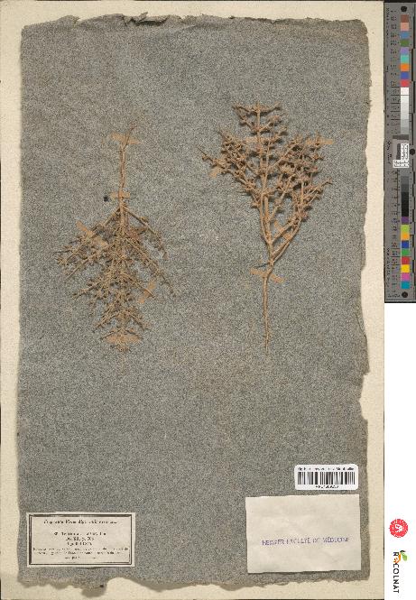 spécimen de Teucrium spinosum