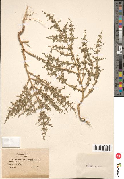 spécimen de Teucrium spinosum