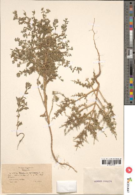 spécimen de Teucrium spinosum