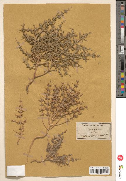 spécimen de Teucrium spinosum