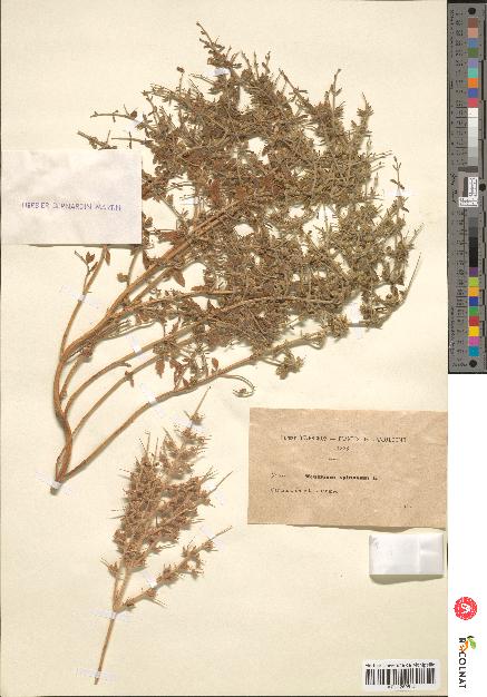 spécimen de Teucrium spinosum