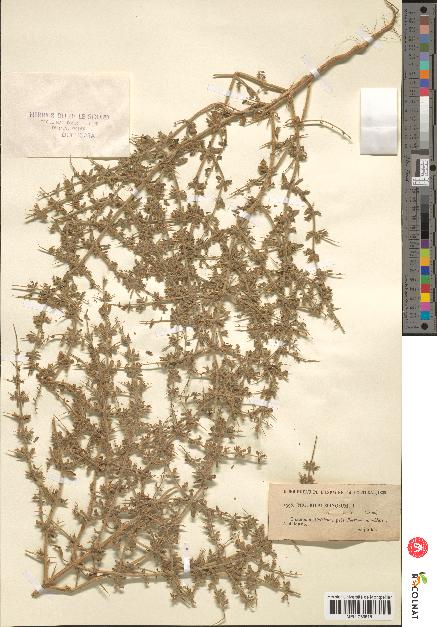 spécimen de Teucrium spinosum