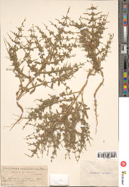 spécimen de Teucrium spinosum