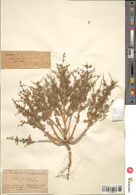 spécimen de Teucrium spinosum