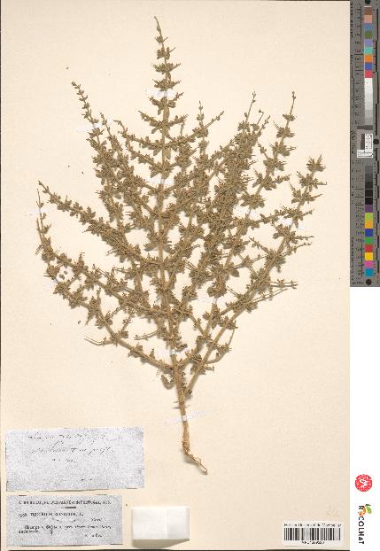 spécimen de Teucrium spinosum