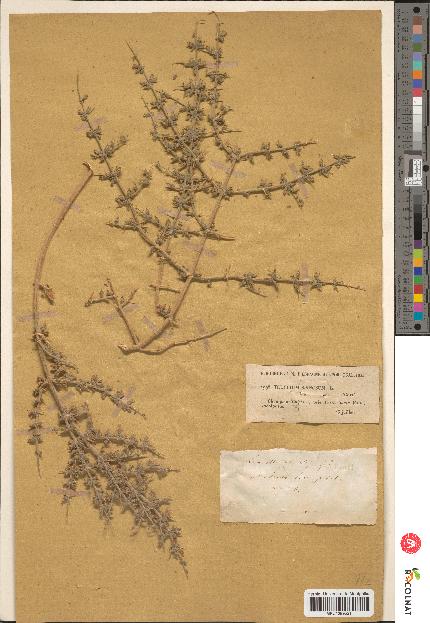 spécimen de Teucrium spinosum