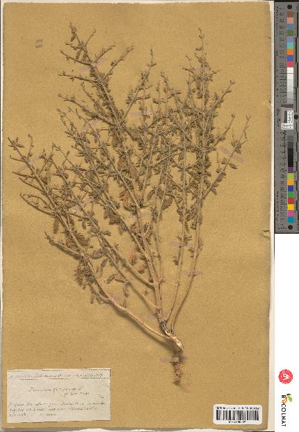 spécimen de Teucrium spinosum