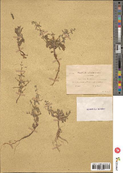 spécimen de Teucrium spinosum