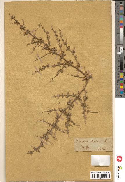 spécimen de Teucrium spinosum