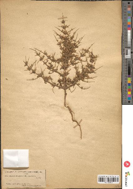 spécimen de Teucrium spinosum