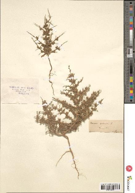 spécimen de Teucrium spinosum