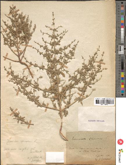 spécimen de Teucrium spinosum