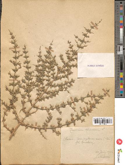 spécimen de Teucrium spinosum