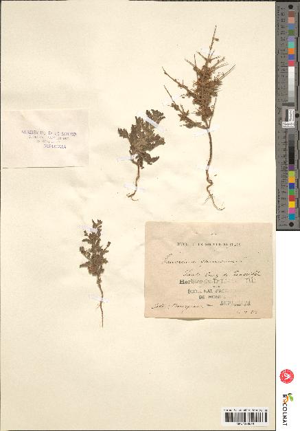 spécimen de Teucrium spinosum