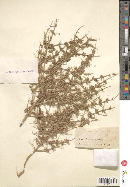 spécimen de Teucrium spinosum