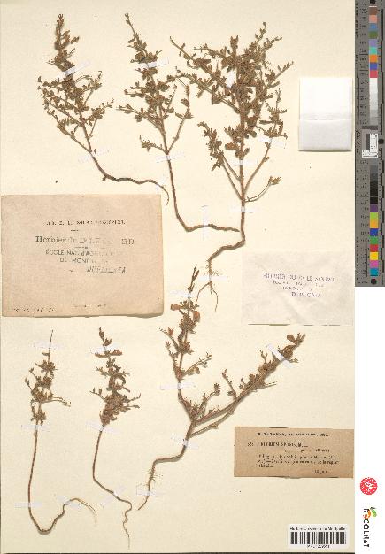 spécimen de Teucrium spinosum