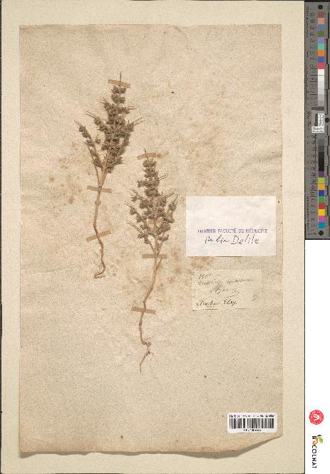 spécimen de Teucrium spinosum