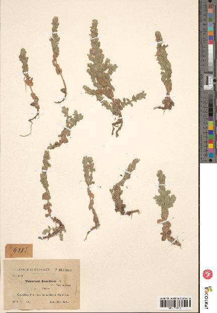 spécimen de Teucrium scordium