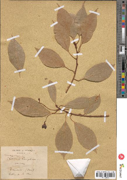 spécimen de Cinnamomum camphora