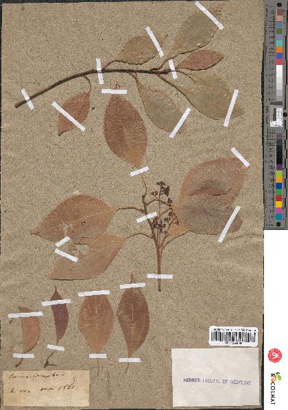 spécimen de Cinnamomum camphora