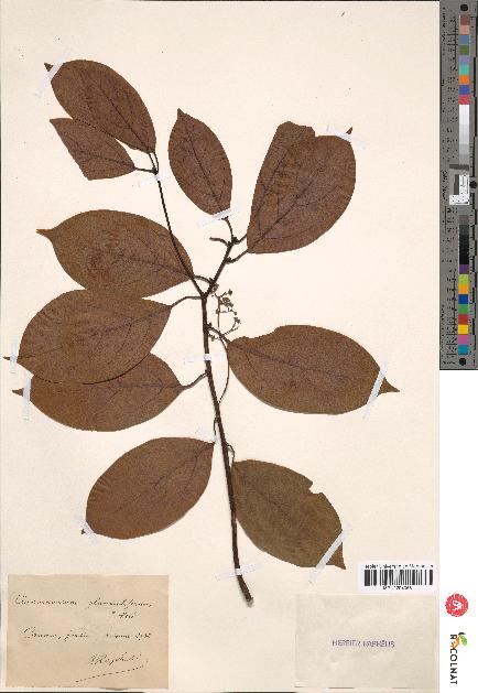 spécimen de Cinnamomum glanduliferum