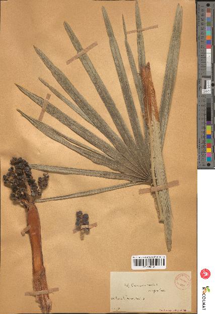 spécimen de Chamaerops sp.