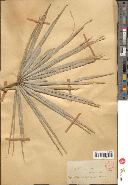 spécimen de Chamaerops sp.