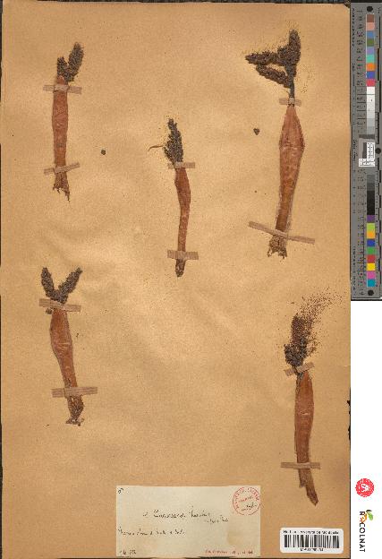 spécimen de Chamaerops sp.