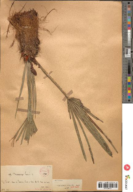 spécimen de Chamaerops sp.