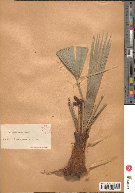 spécimen de Chamaerops sp.