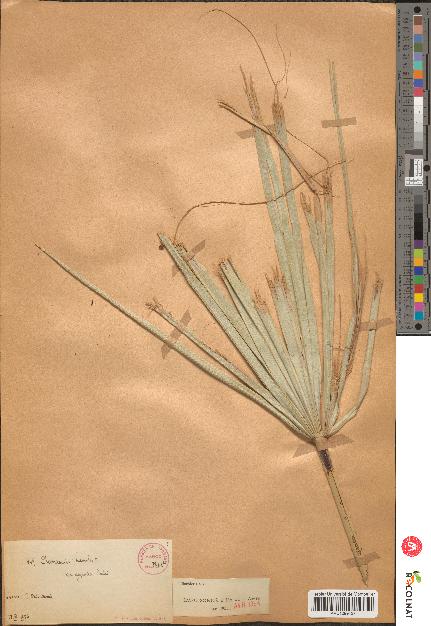 spécimen de Chamaerops sp.