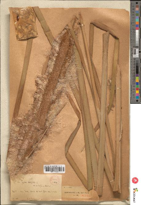 spécimen de Typha sp.