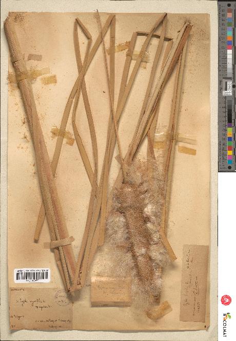 spécimen de Typha sp.