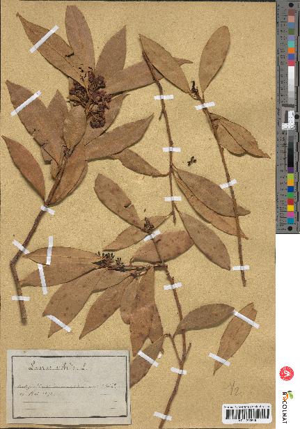 spécimen de Laurus nobilis