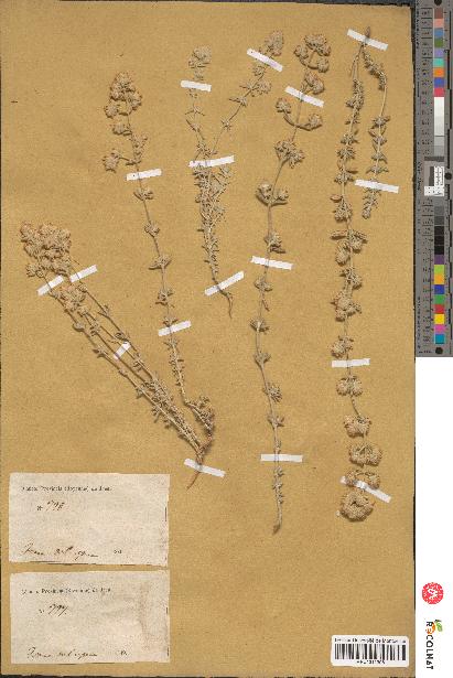 spécimen de Teucrium capitatum