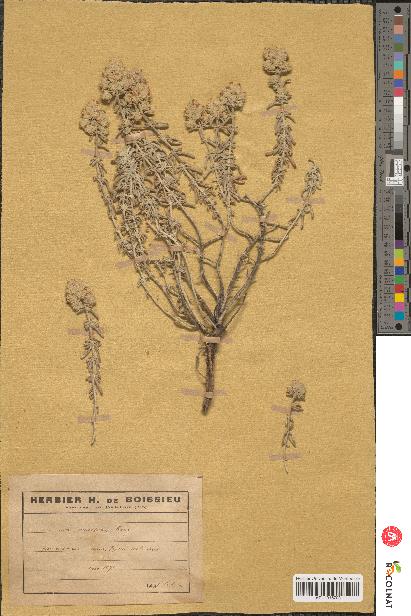 spécimen de Teucrium aureiforme