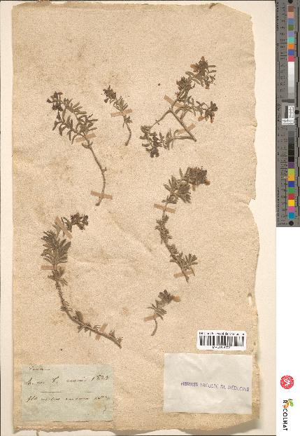 spécimen de Teucrium brevifolium